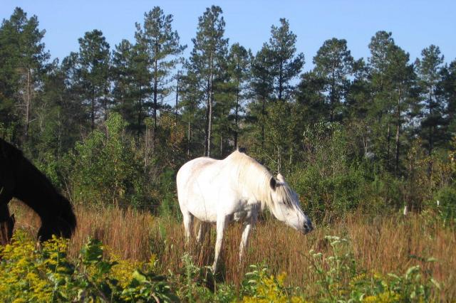 008_horsepasture_w.jpg