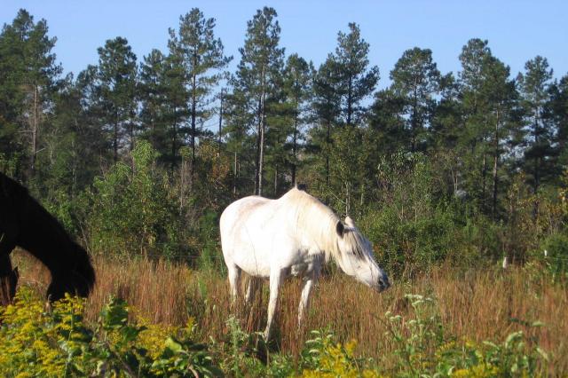 008_horsepasture_w.jpg