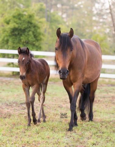 StunningSteedsPhoto-HR-2513_mare_and_foal_2.jpg